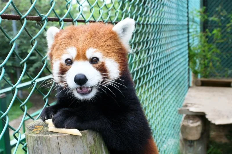 モバイルクーポン